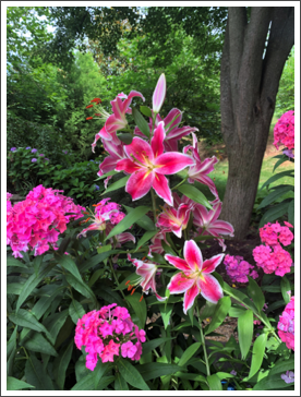 Backyard Summer Lilies,
Ken Grimm